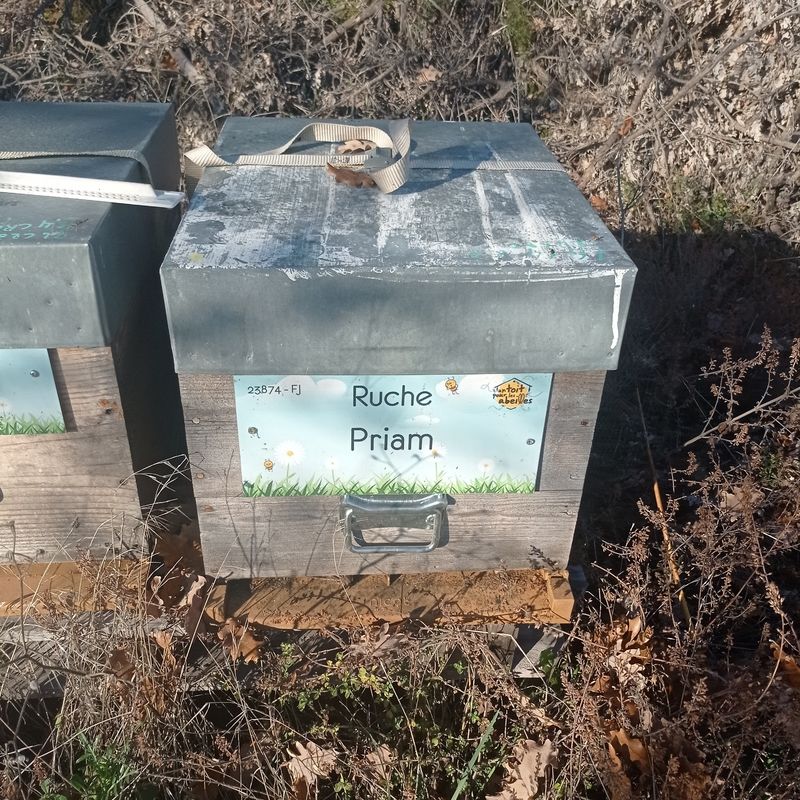 La ruche Priam