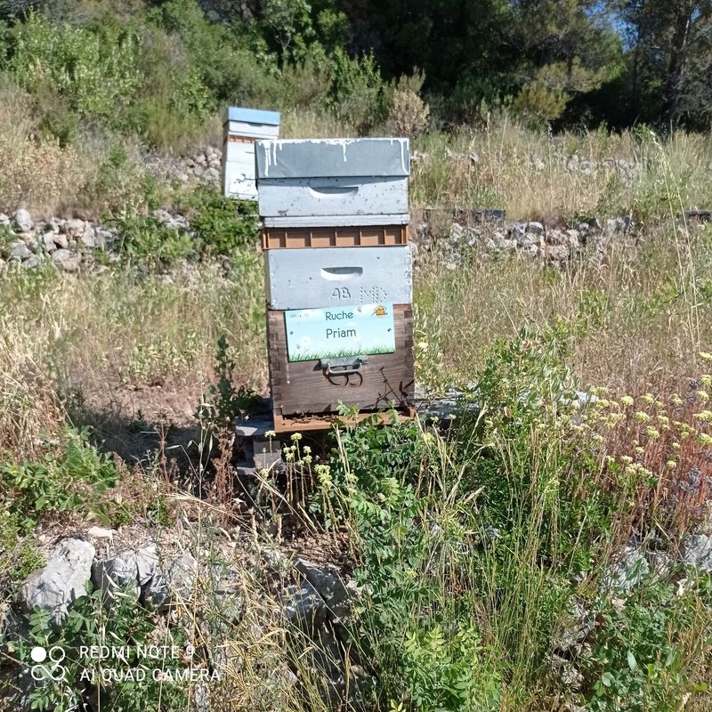 La ruche Priam