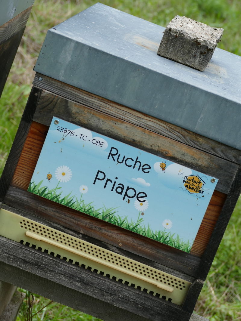 La ruche Priape