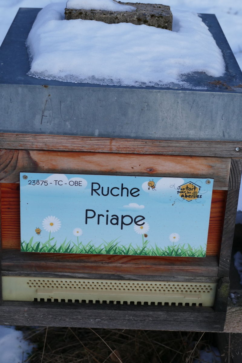 La ruche 