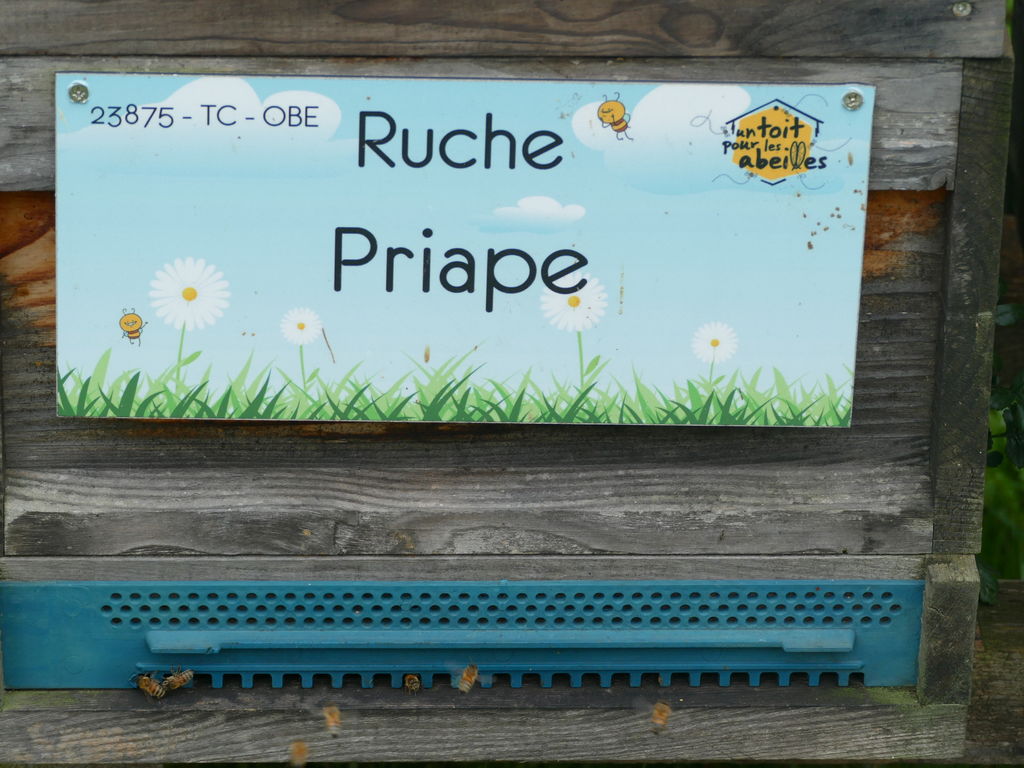 La ruche Priape