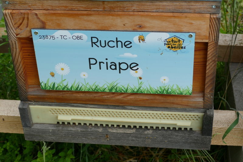 La ruche Priape