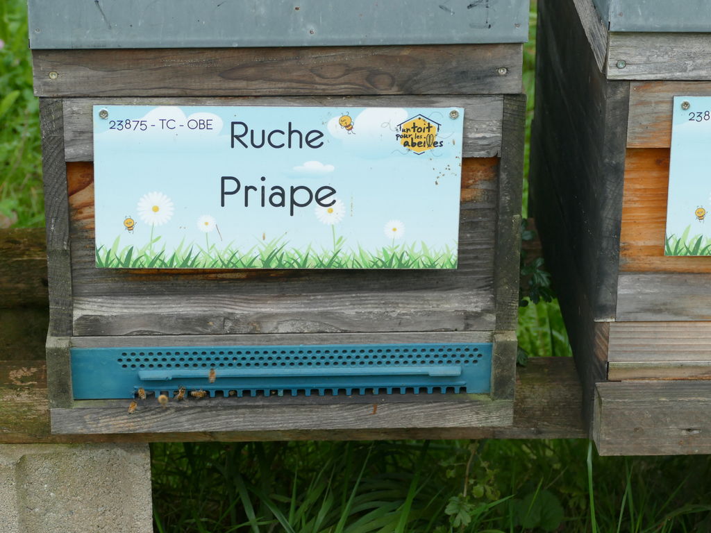La ruche Priape
