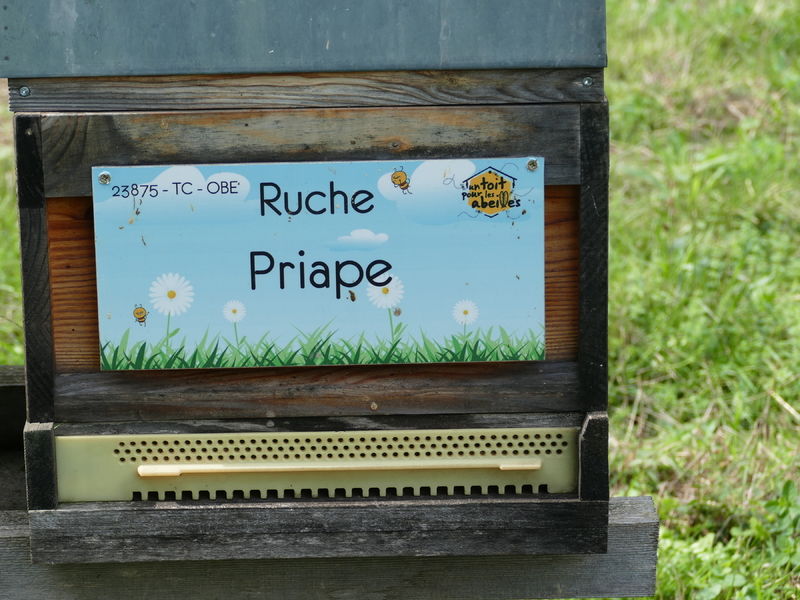 La ruche Priape