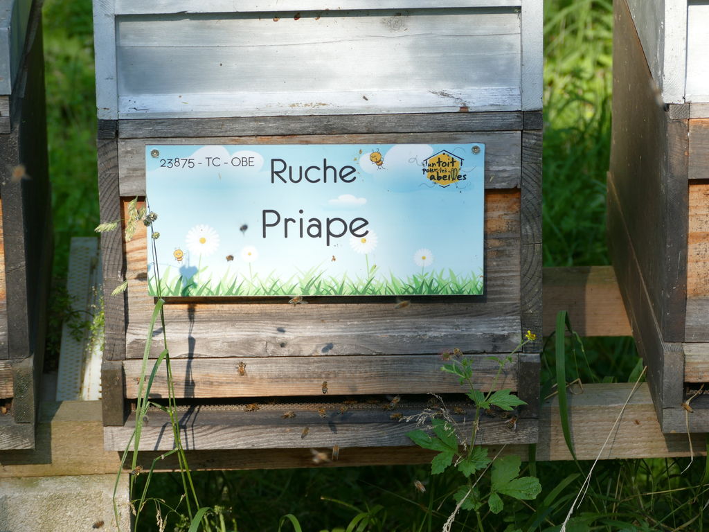 La ruche Priape
