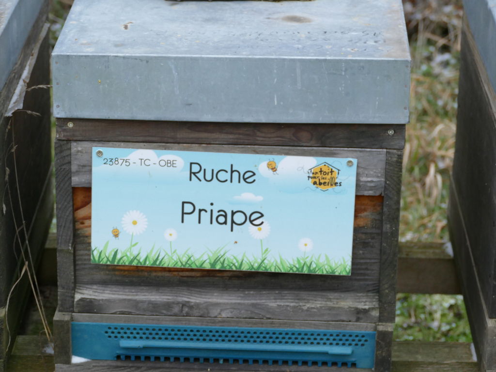 La ruche Priape