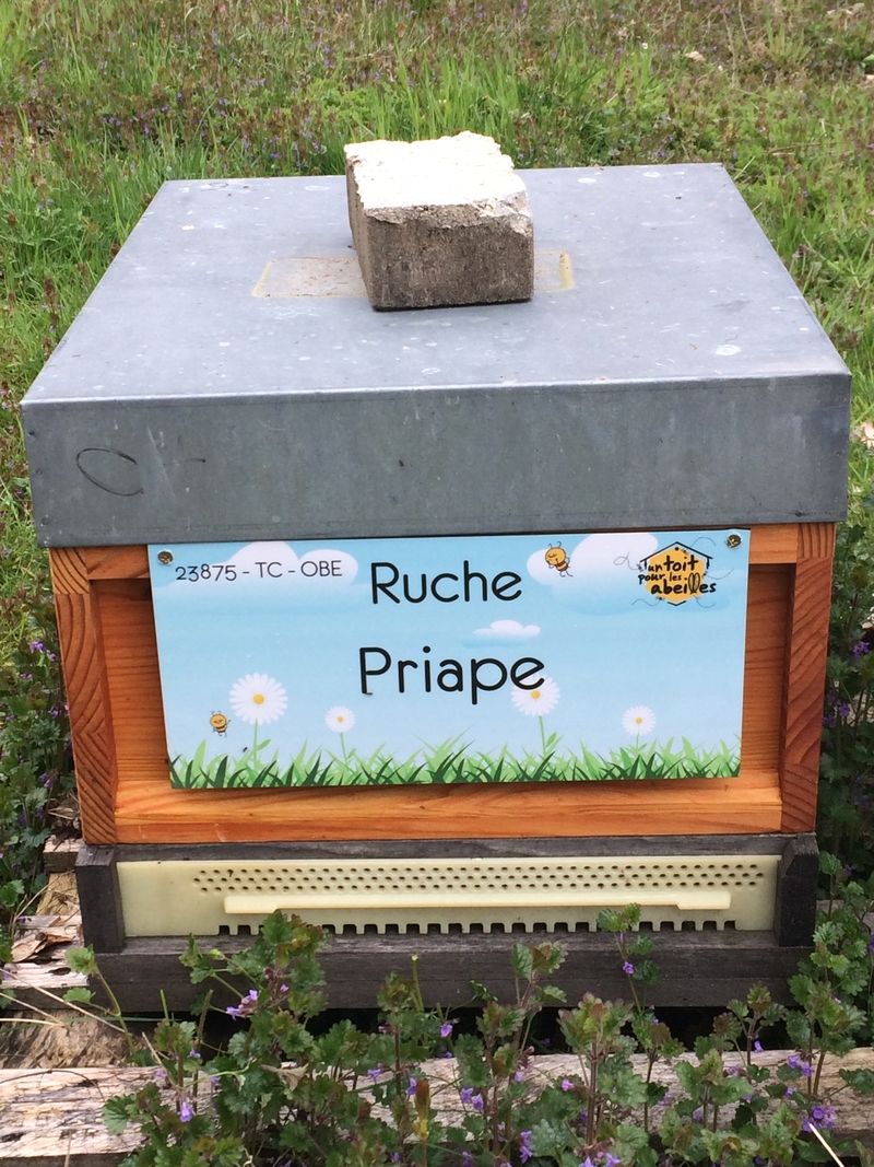 La ruche Priape