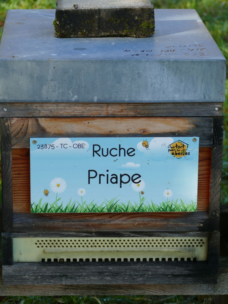 La ruche Priape