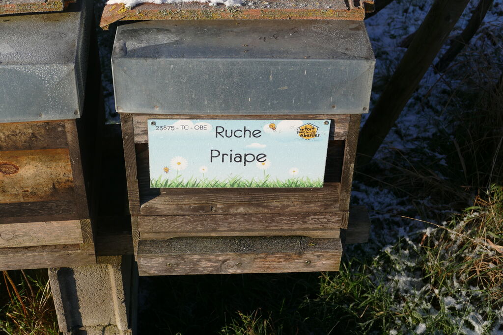 La ruche Priape
