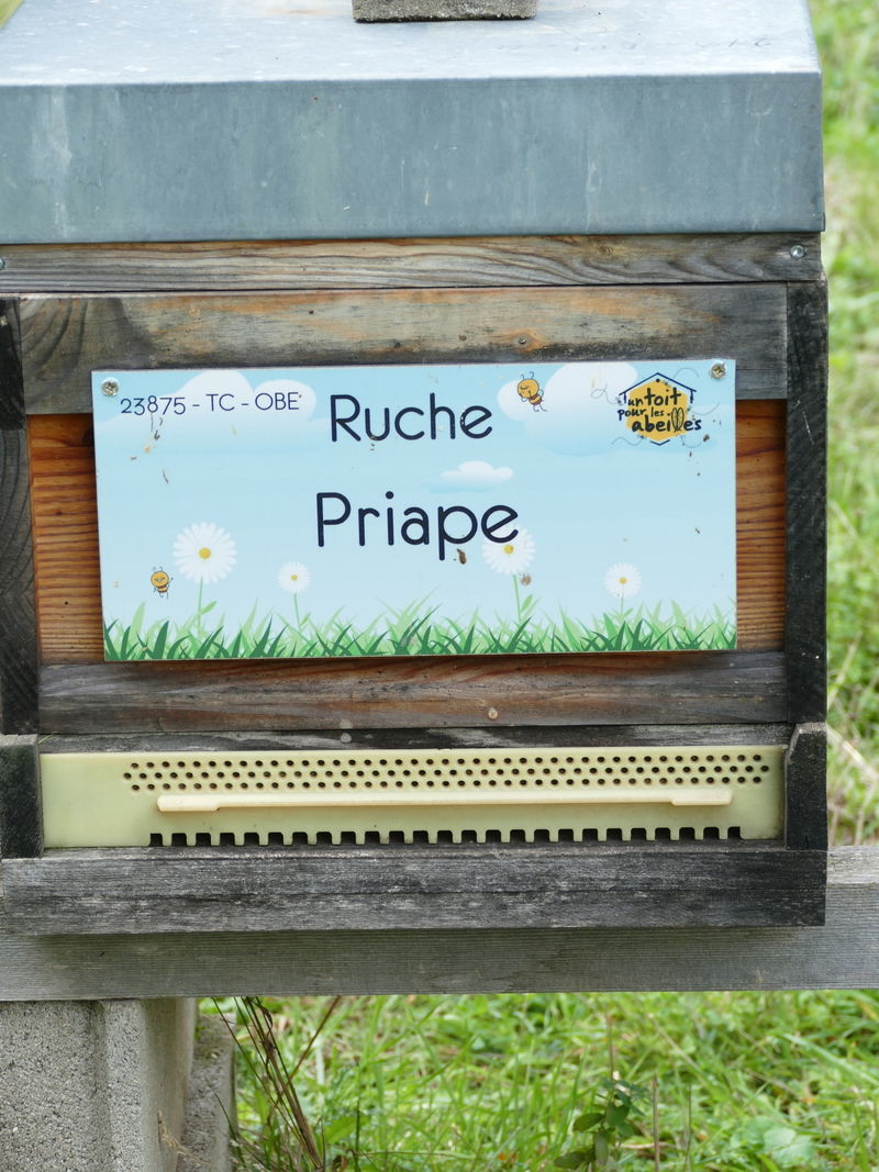 La ruche Priape