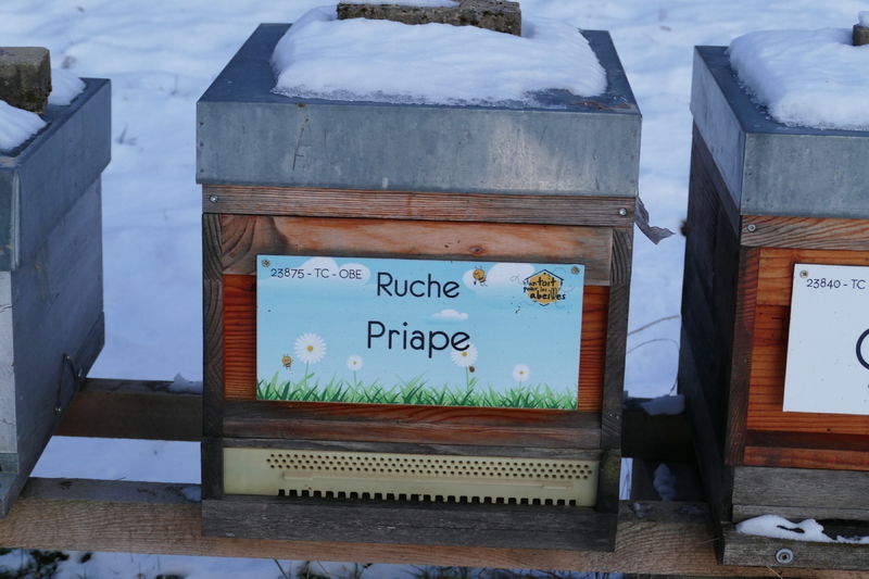 La ruche Priape