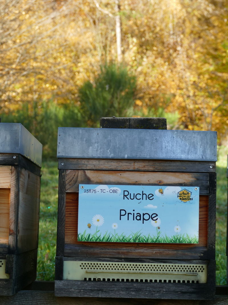 La ruche Priape
