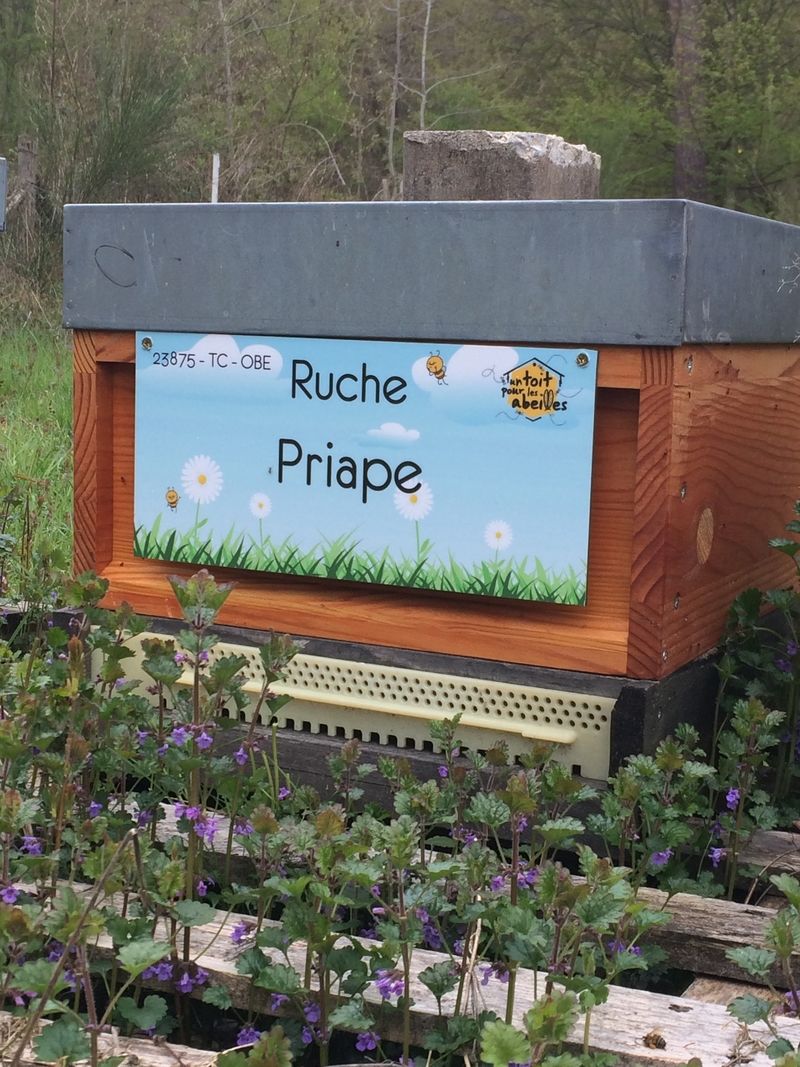 La ruche Priape