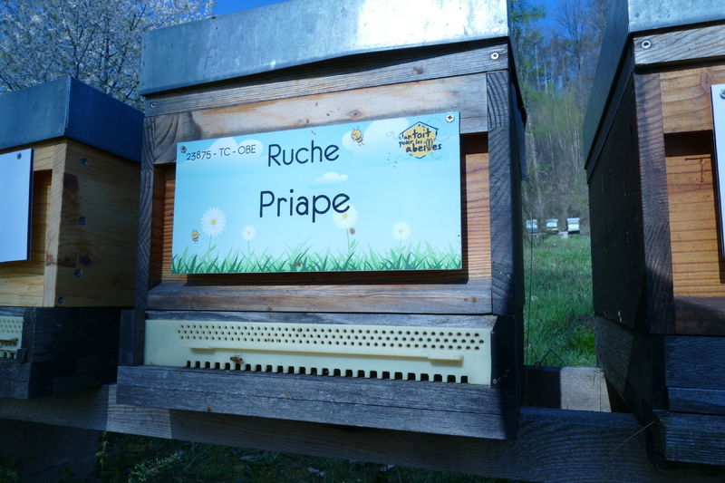 La ruche Priape