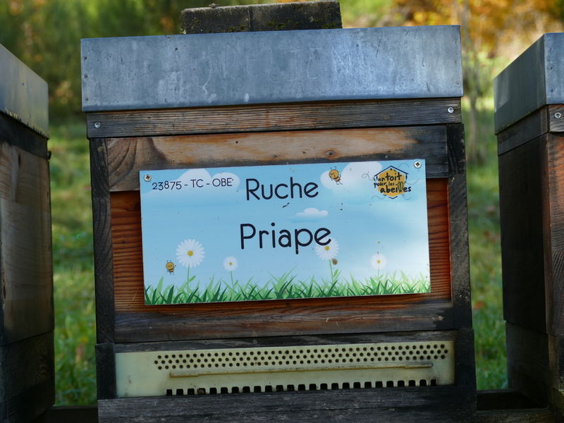 La ruche Priape