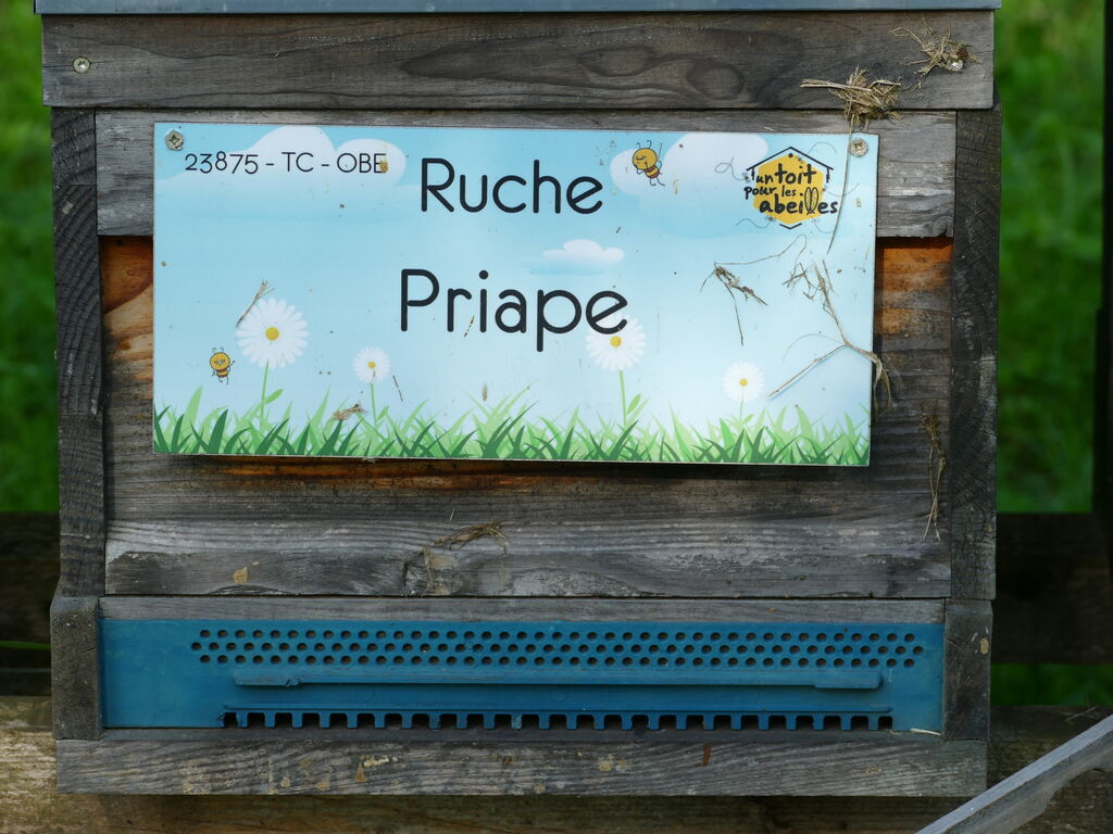 La ruche Priape