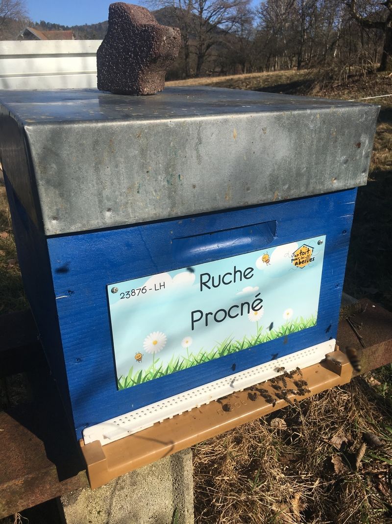 La ruche