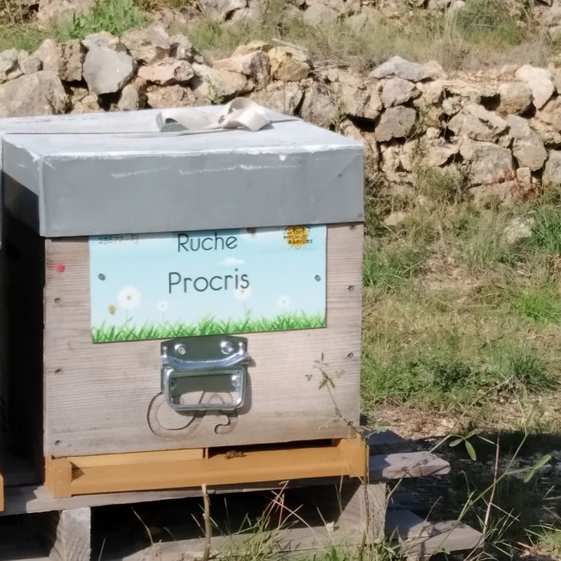 La ruche Procris