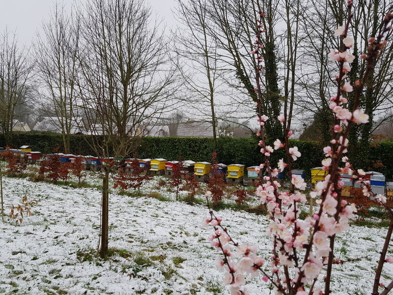 La ruche Prométhée