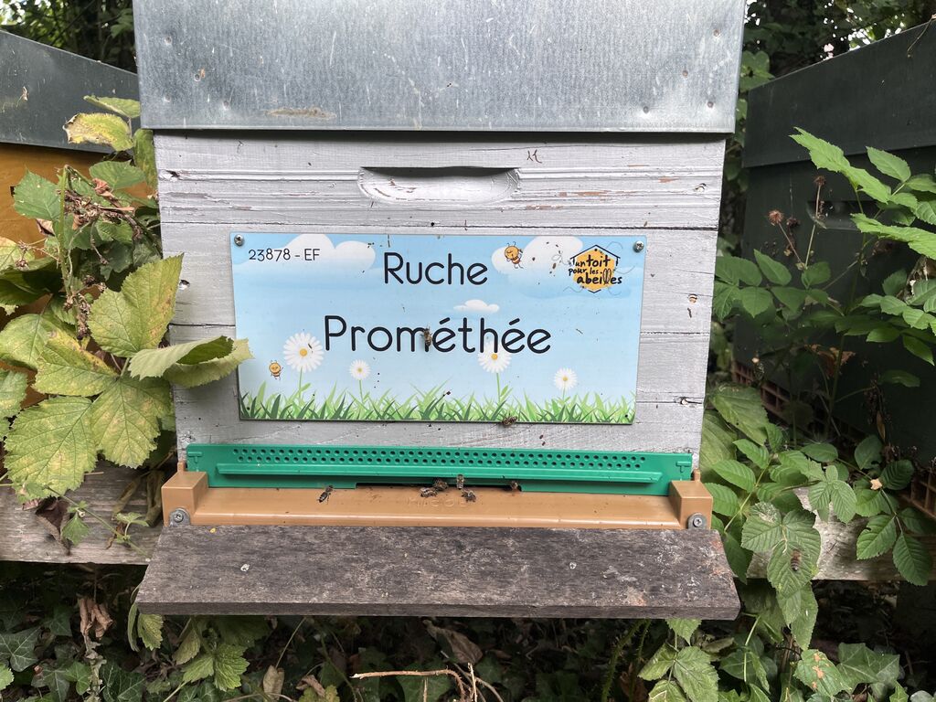 La ruche Prométhée