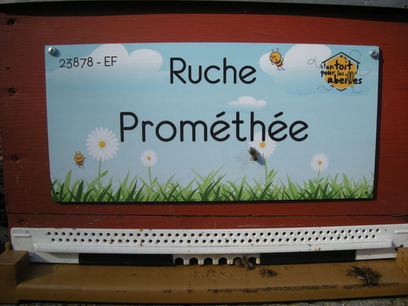 La ruche Prométhée