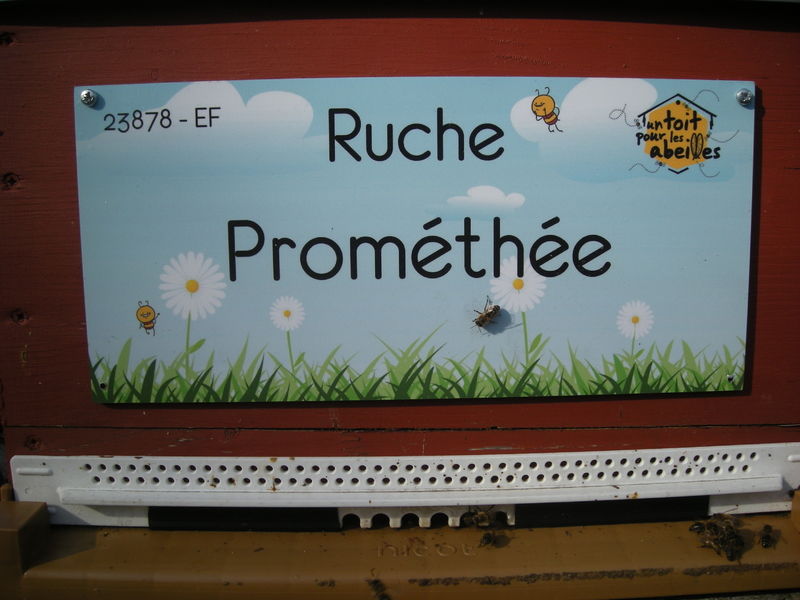 La ruche Prométhée