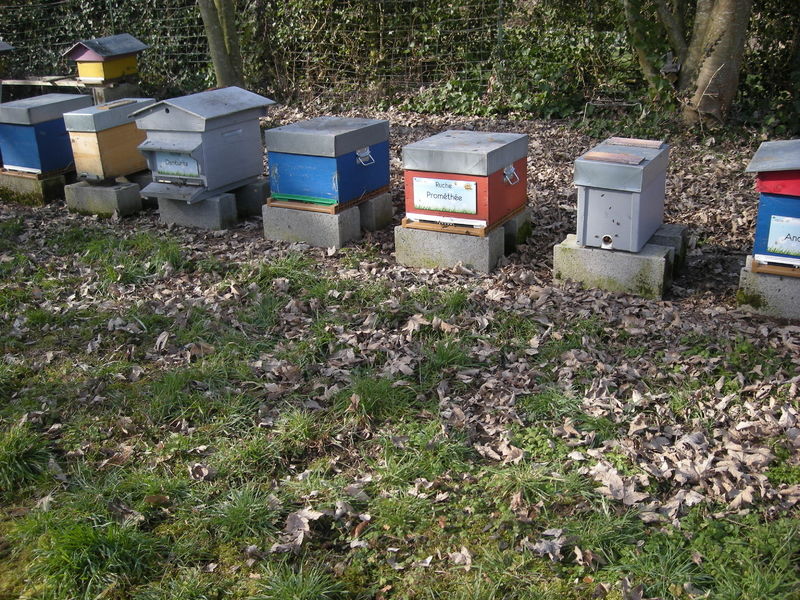 La ruche Prométhée