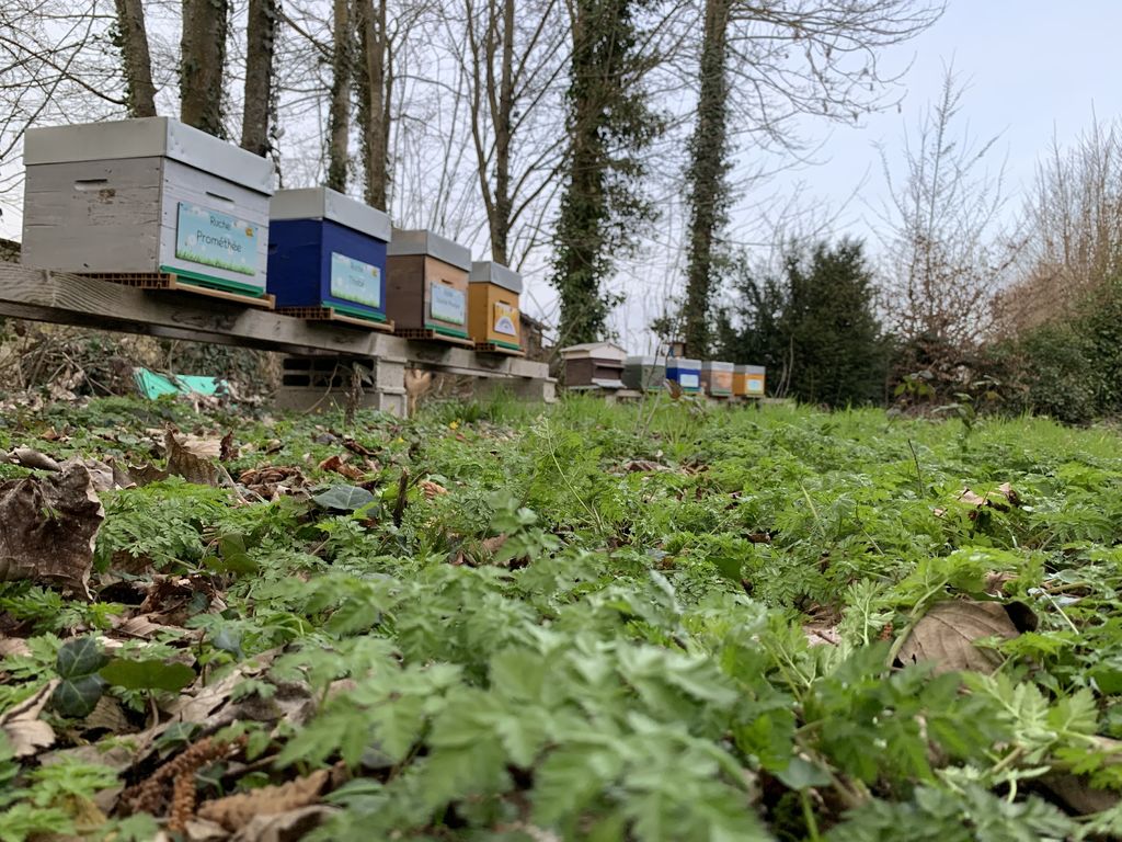 La ruche Prométhée