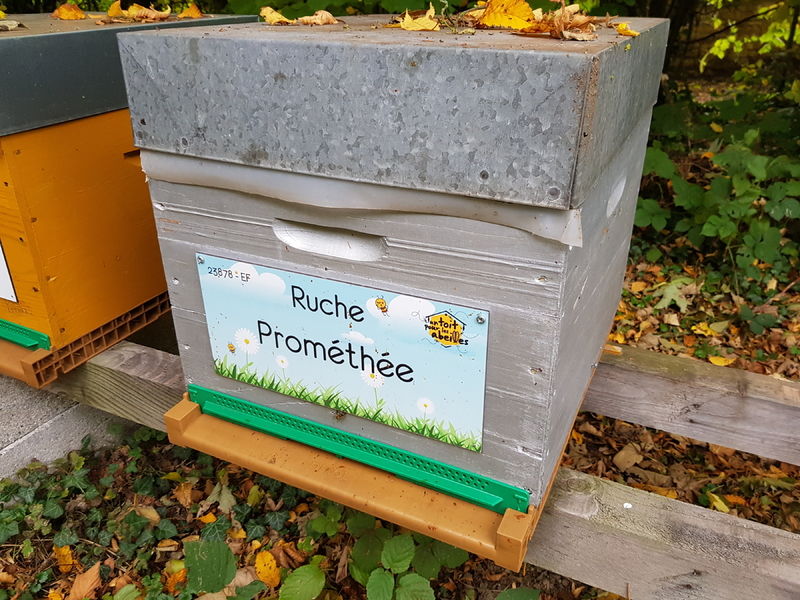 La ruche Prométhée