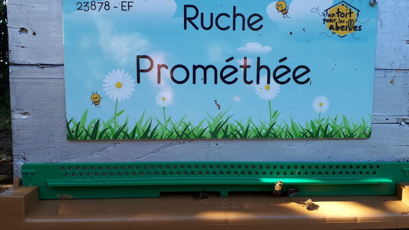 La ruche Prométhée
