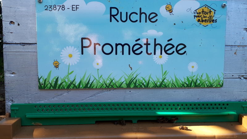 La ruche Prométhée