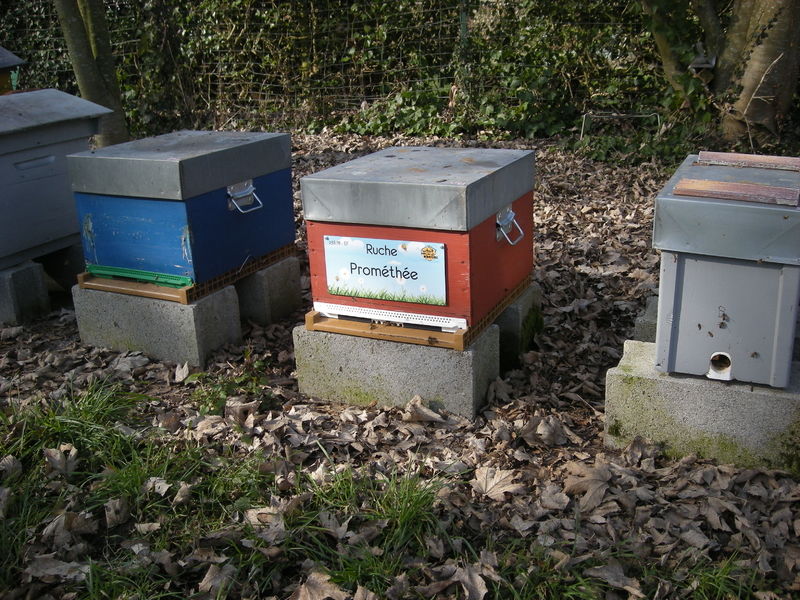 La ruche Prométhée