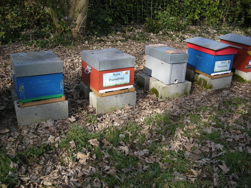 La ruche Prométhée