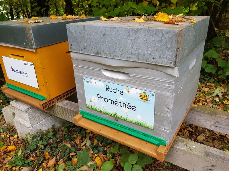 La ruche Prométhée