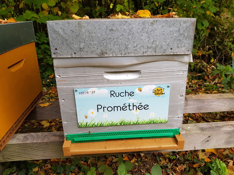 La ruche Prométhée
