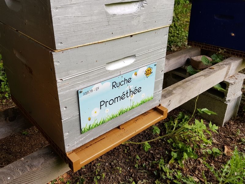 La ruche Prométhée