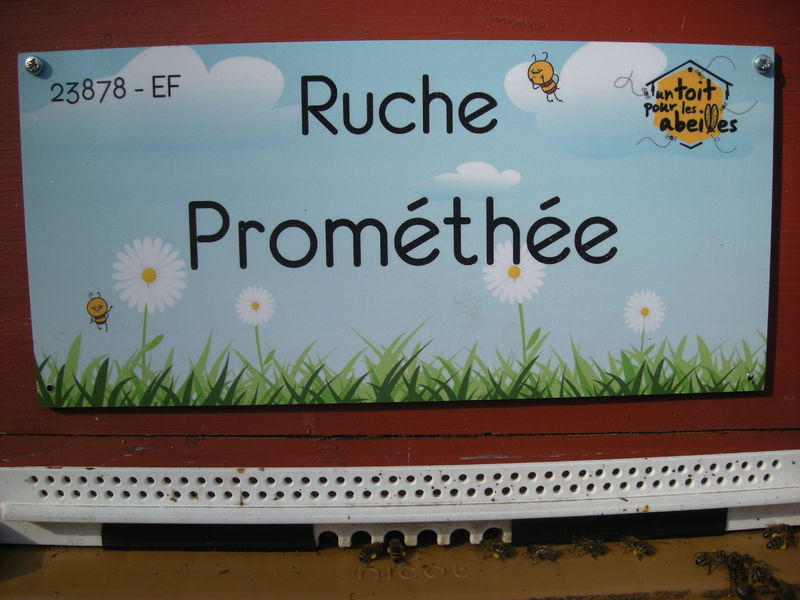 La ruche Prométhée