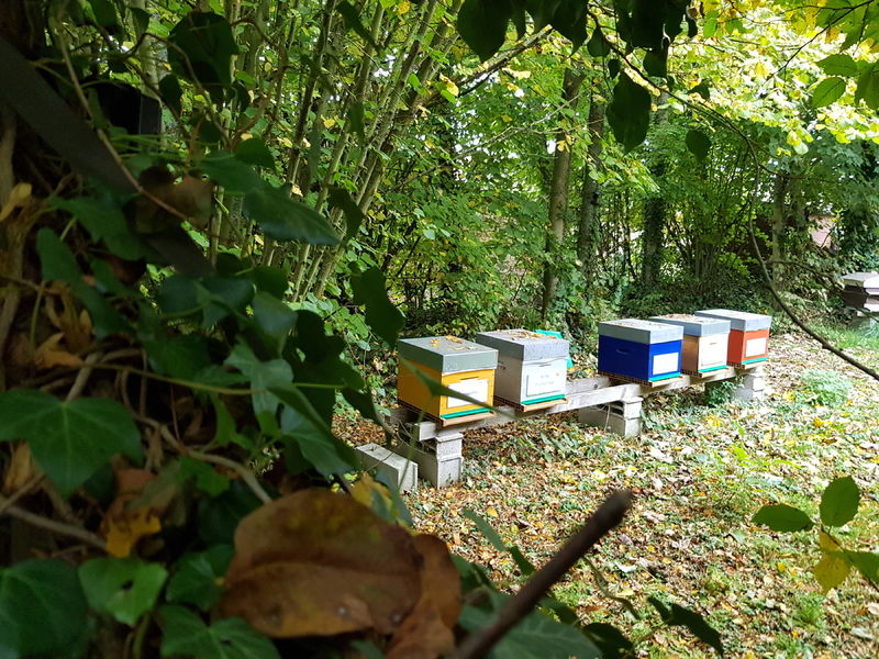 La ruche Prométhée