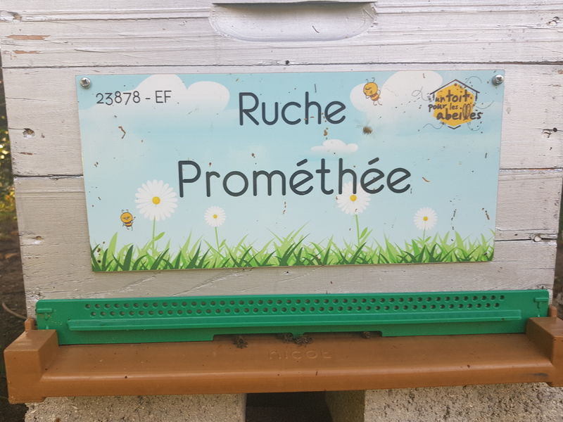 La ruche Prométhée