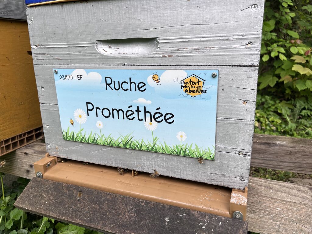 La ruche Prométhée