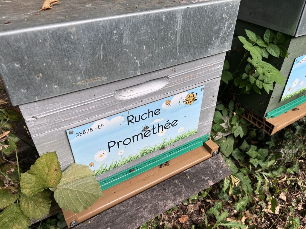 La ruche Prométhée