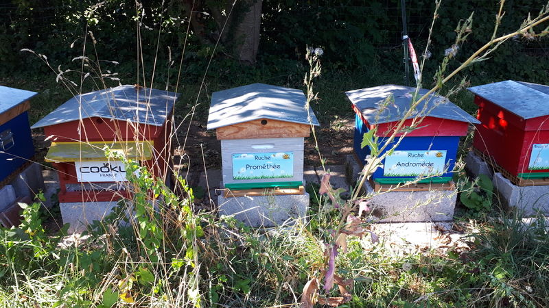 La ruche Prométhée