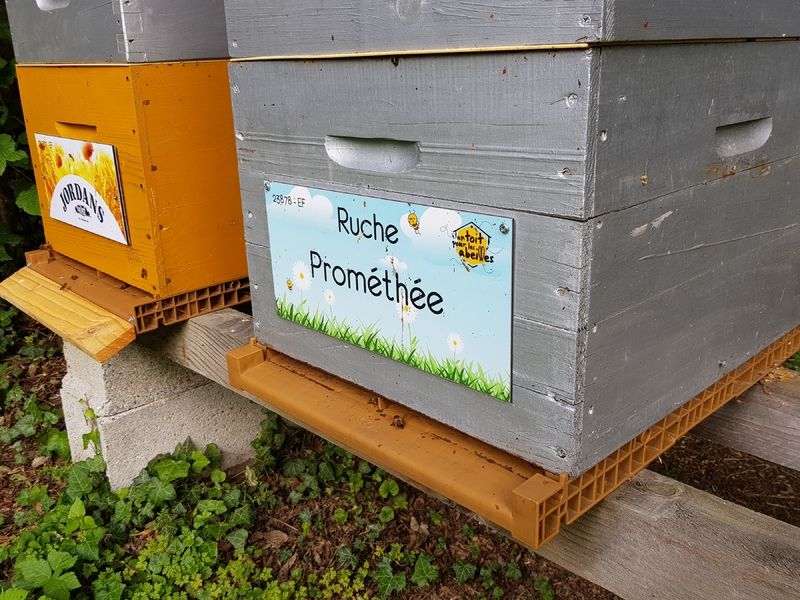La ruche Prométhée