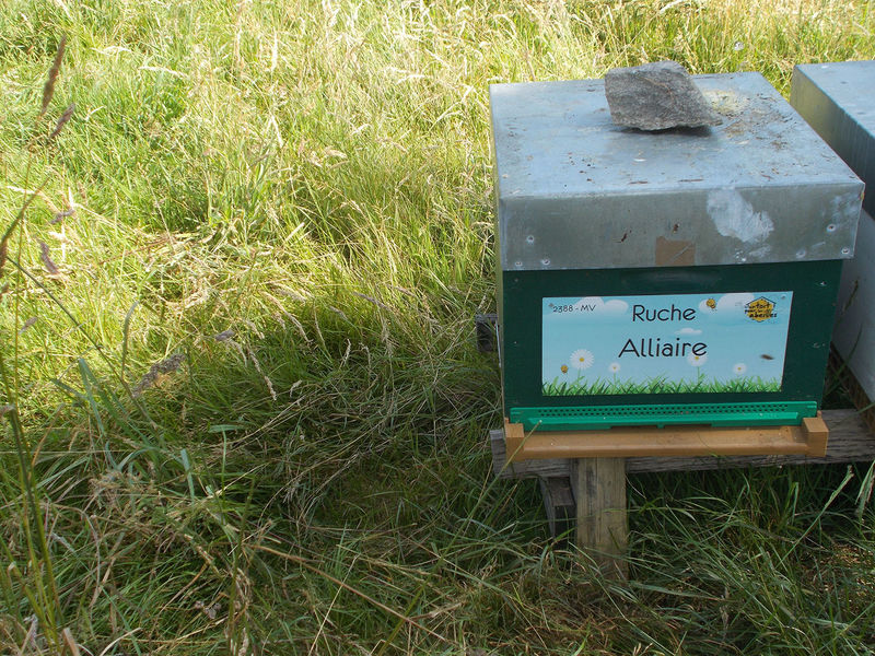 La ruche Alliaire