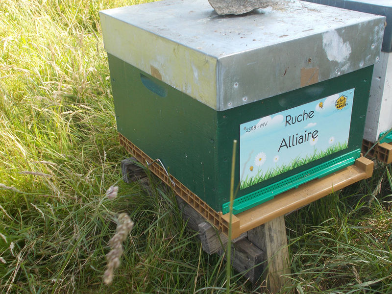 La ruche Alliaire