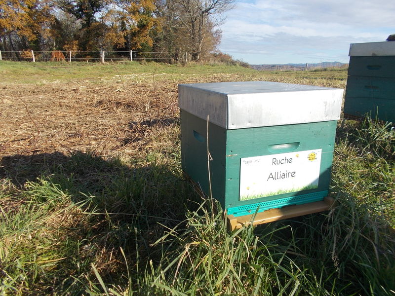 La ruche Alliaire