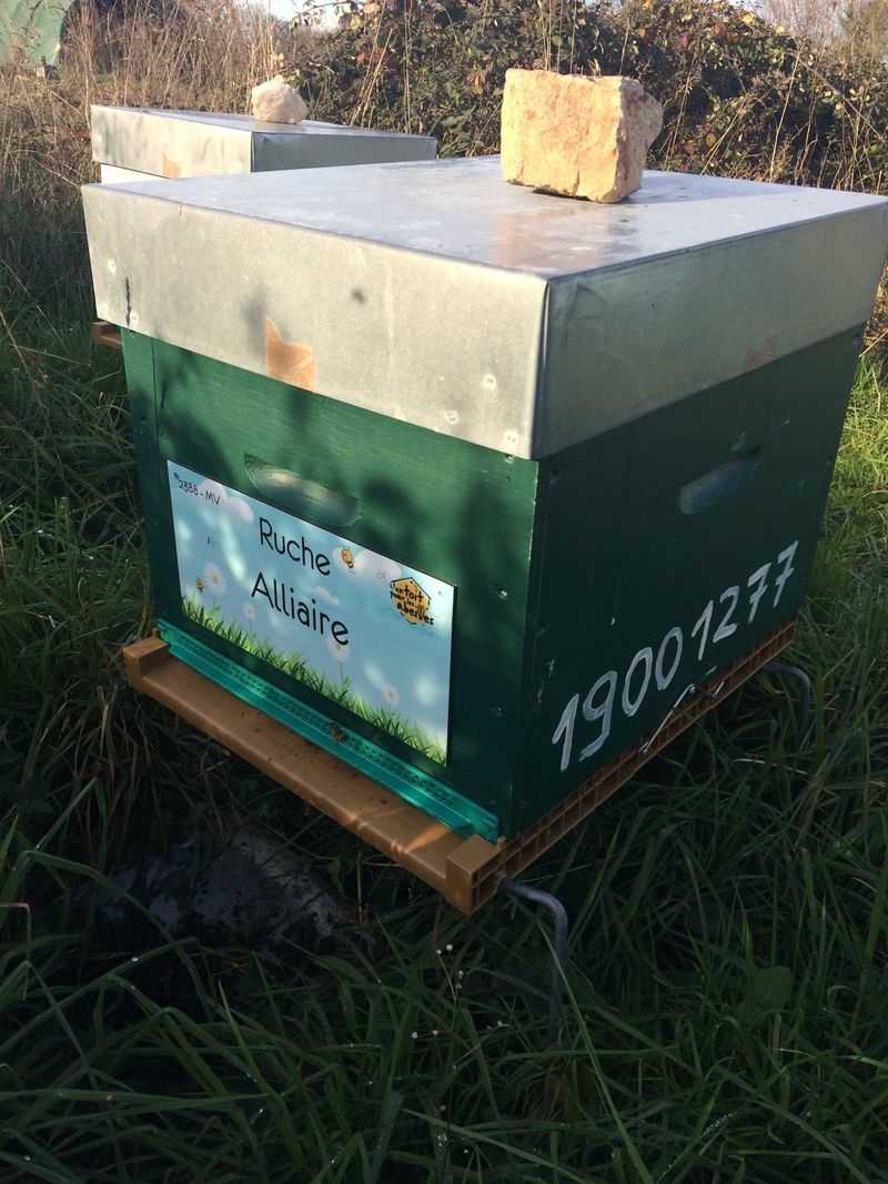 La ruche Alliaire