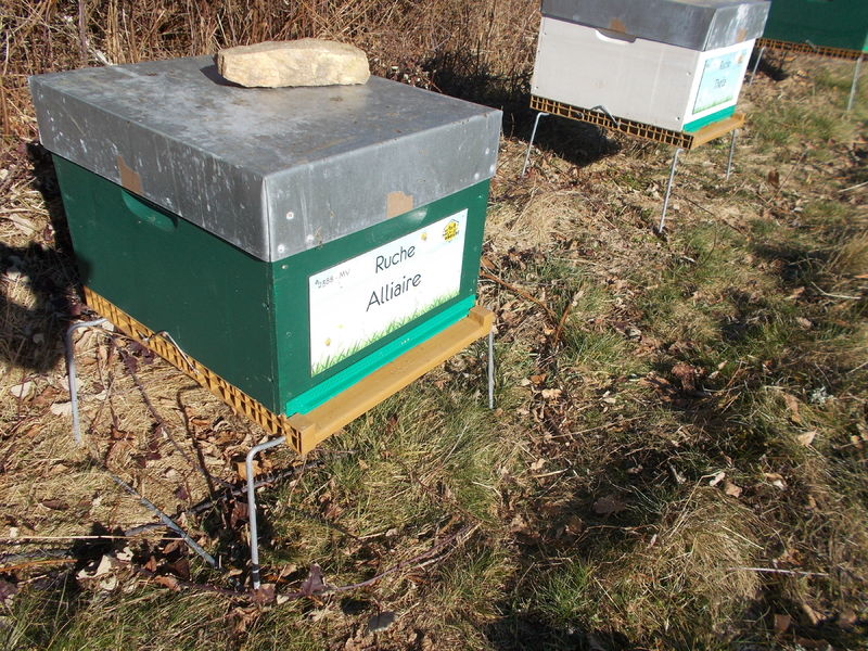 La ruche Alliaire