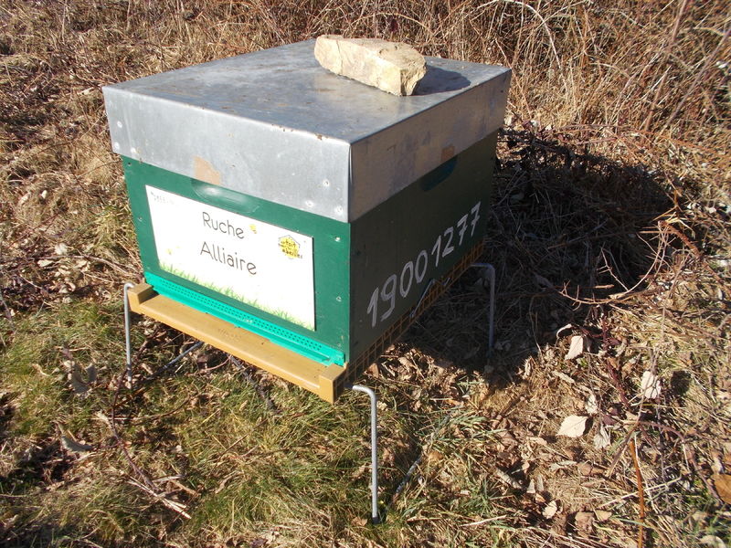 La ruche Alliaire