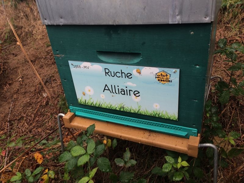 La ruche Alliaire